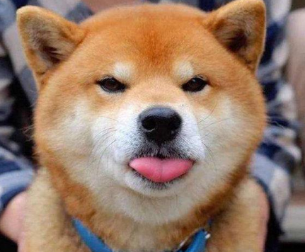 此外shib也被称作dogecoinkiller(狗狗币凶手).