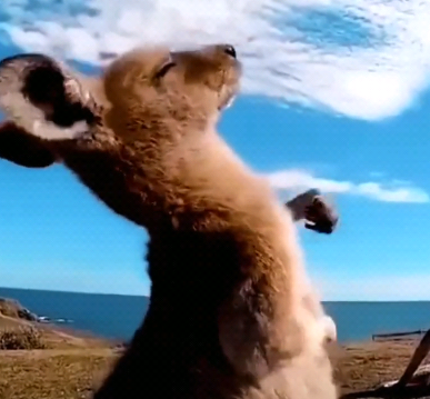 由于一张袋鼠幼崽仰头摇手过于可爱,所以火爆了一阵子.