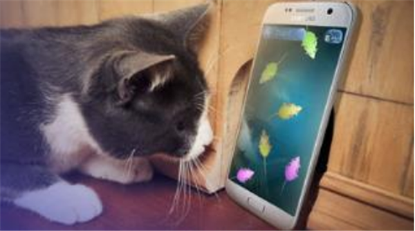 游戏的猫鼠